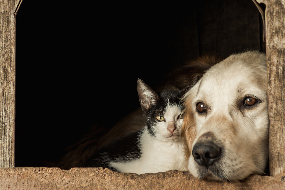 closeup shot snouts cute dog cat sitting cheek cheek