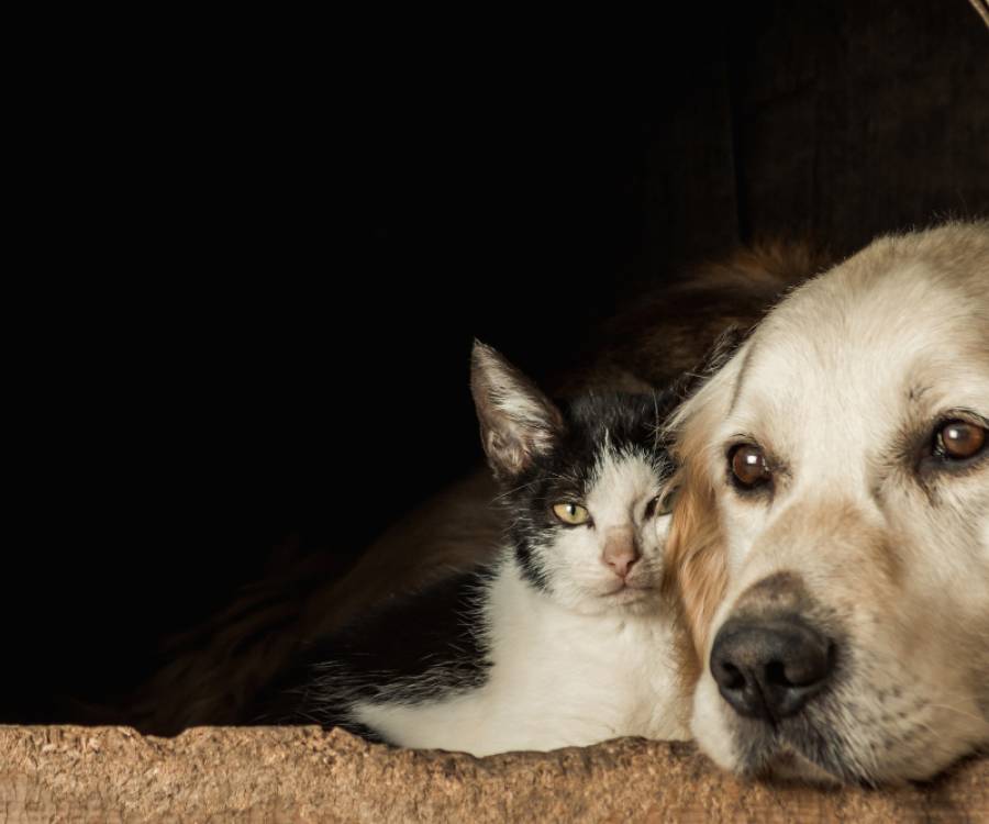 Letak Psi i mačke traže odgovornost svih nas 
